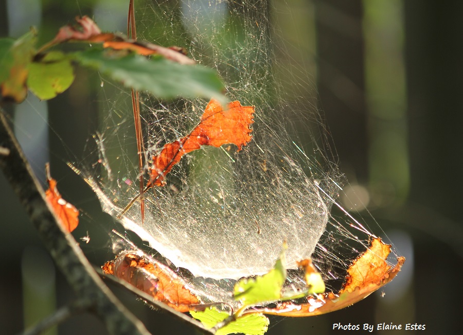 Golden leaves caught in global web.