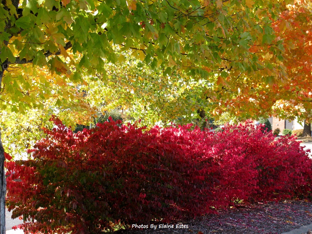 Fall's contrasting colors.