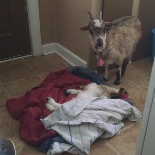 Mother goat with baby in the laundry room.