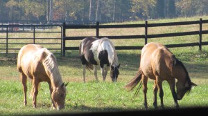 Three horses grazing.