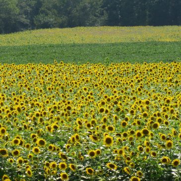Fields of sunflowers.
