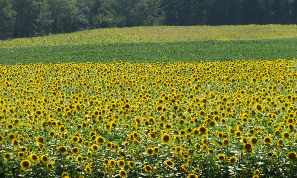 Fields of sunflowers.