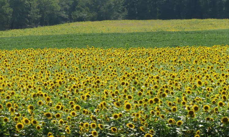 Fields of sunflowers.