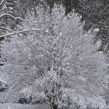 Full limbed tree with snow.