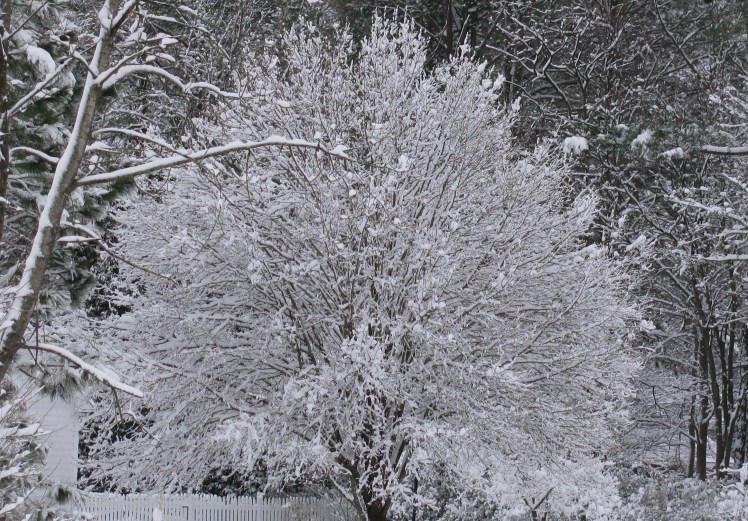 Full limbed tree with snow.