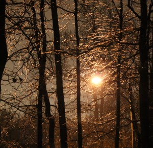 Street Light Seen Through Icy Limbs