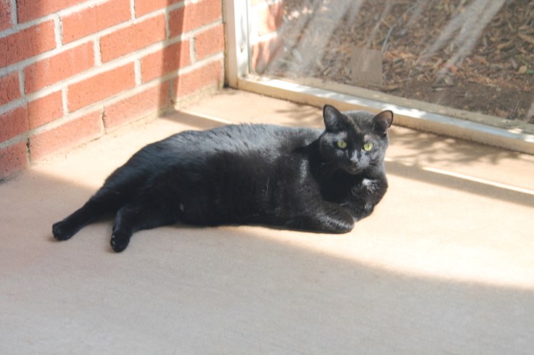 Black cat in sunshine.