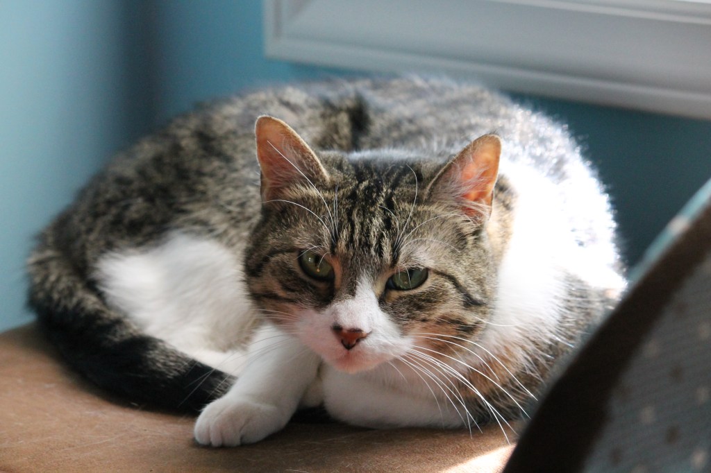 Grey tabby with white legs.