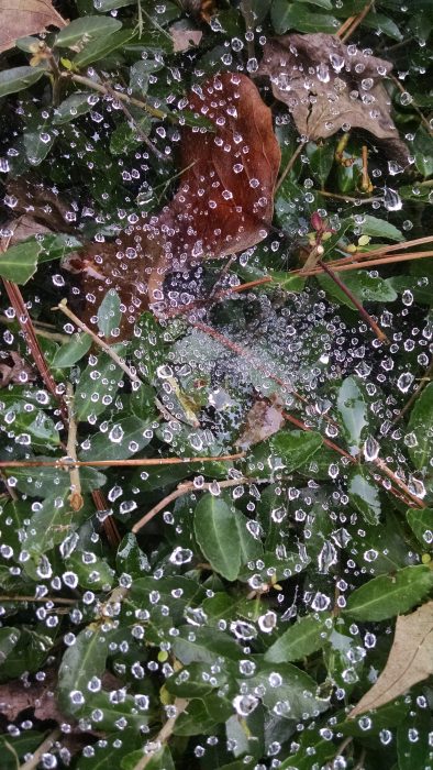 Dewdrops on web.