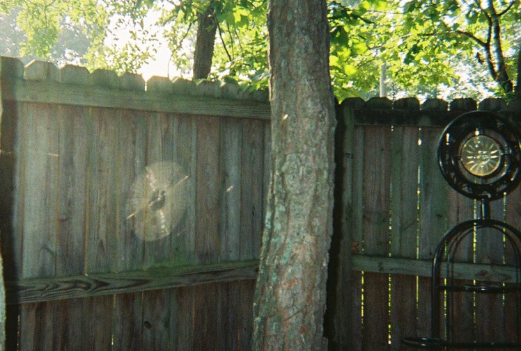 Glass sun by spider web.