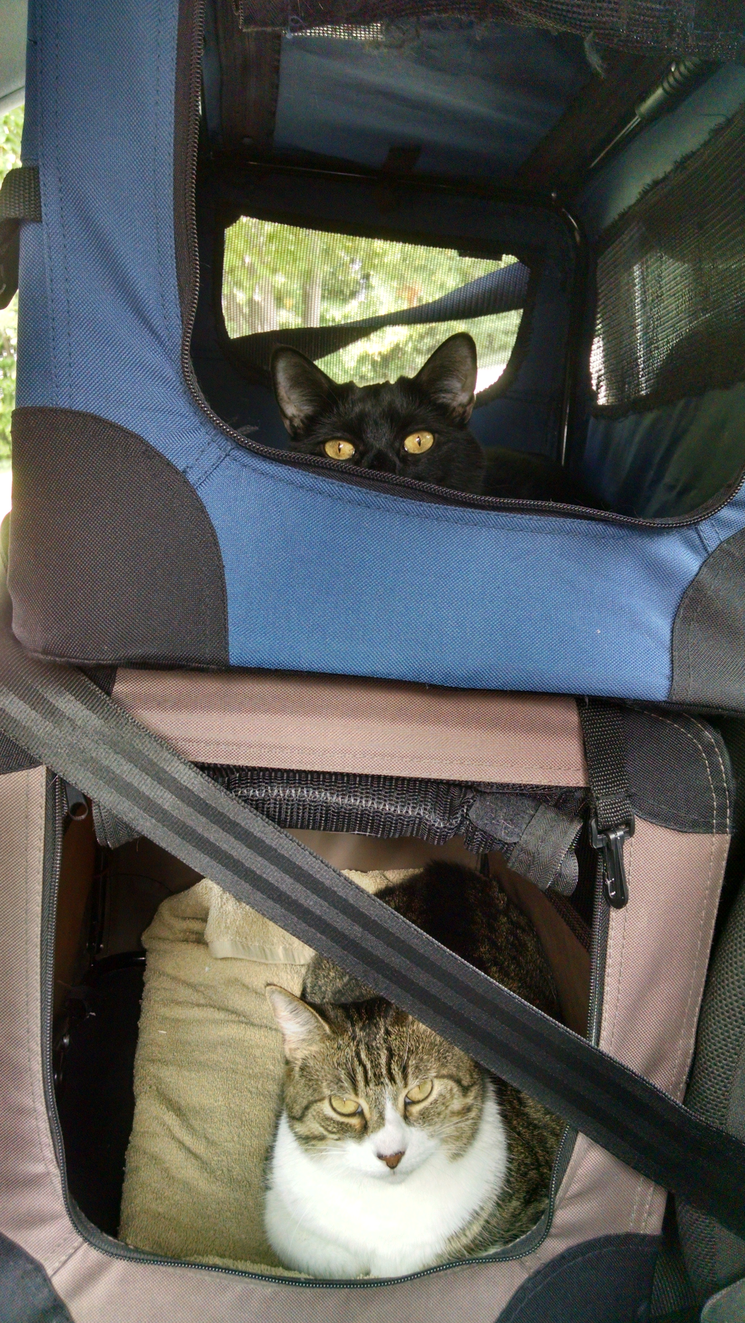 Sister and Norie in carriers while traveling.