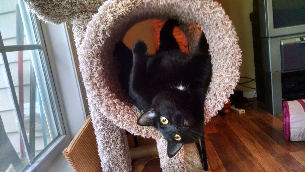 Norie just hanging around upside down.