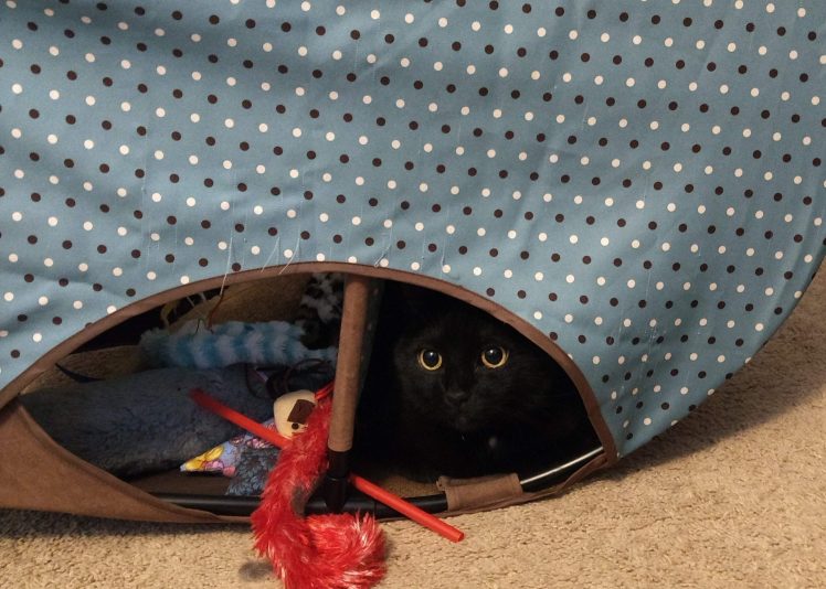 Black cat looking out from feline cave.