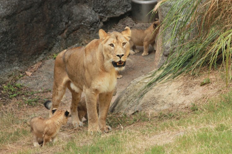 Female lion with two cubs.