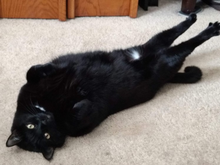 One of Norie's cute belly poses.