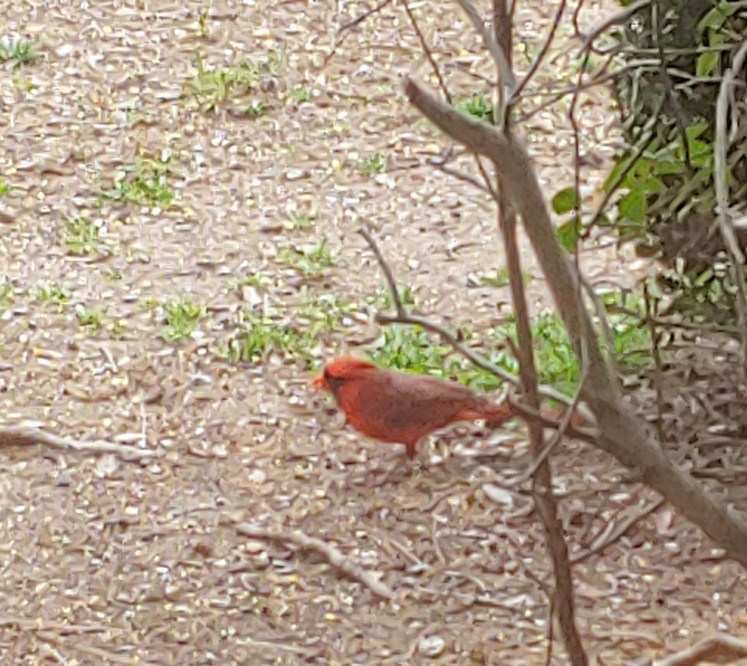 Red cardinal