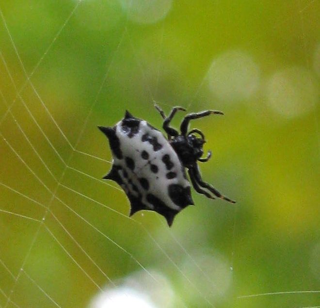 Gasteracantha, "Spiny orb weaver"