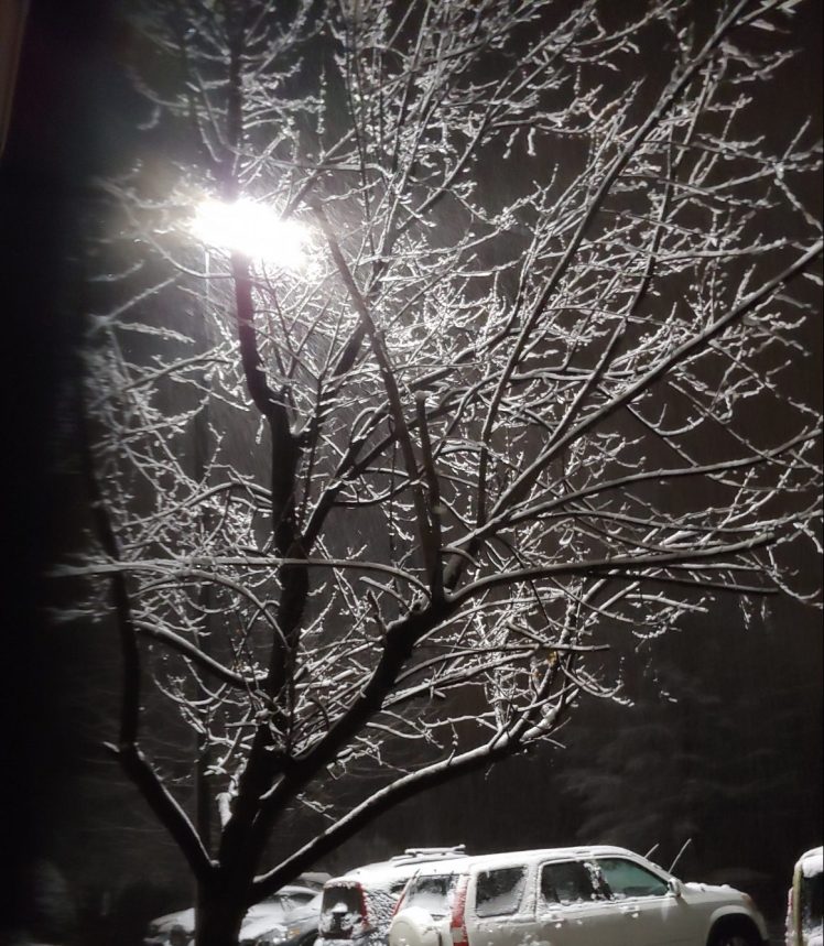 The beauty of snow as it falls on a tree's limbs.