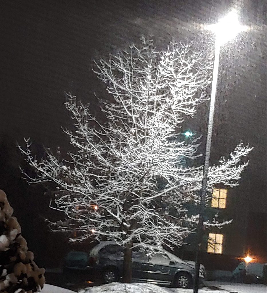 Beauty of snow on trees limbs.
