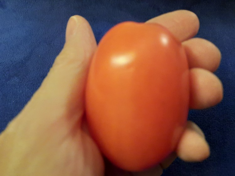 A three inch long Roma Tomato