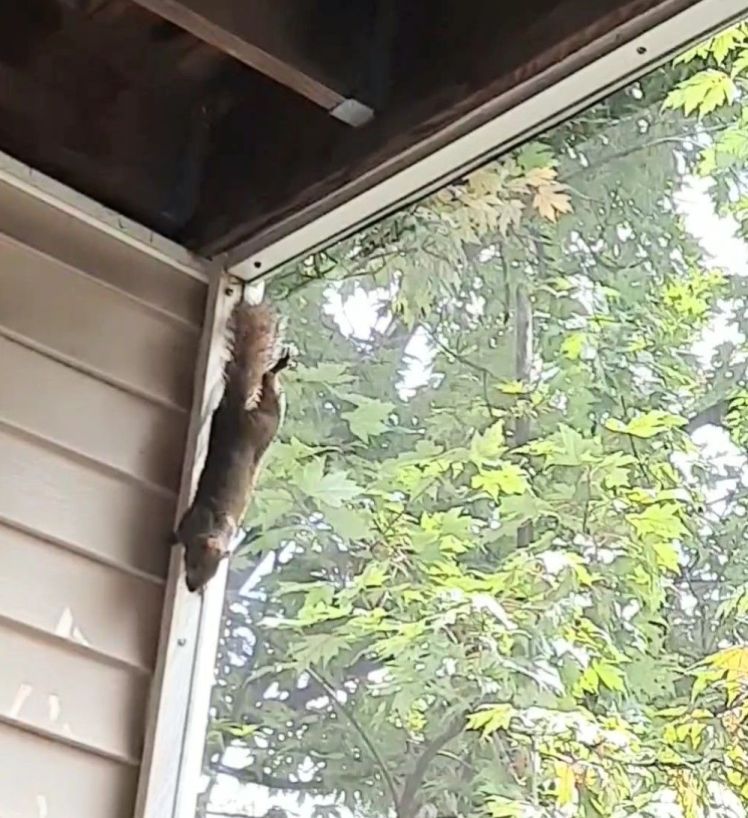 Cornered young squirrel